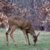 COVID-19 in Ontario Deer Unsurprising But Vigilance Needed: U of G Expert