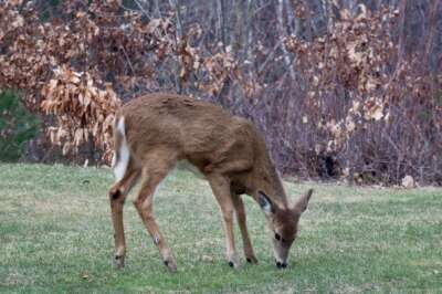 COVID-19 in Ontario Deer Unsurprising But Vigilance Needed: U of G Expert