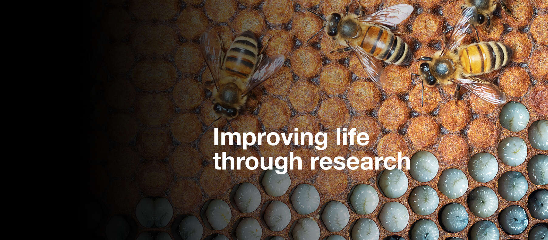 A closeup of a bees with the words "Improving life through research"