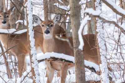 Possible Case of Deer Spreading COVID-19 to Humans ‘Concerning,’ Says Veterinary Expert