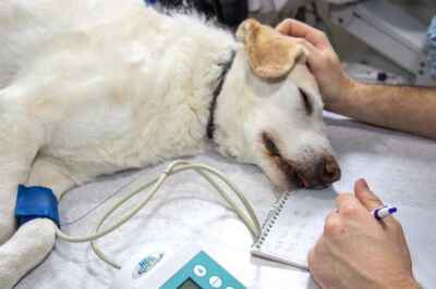 Treating Pets for Cancer Can Revolutionize Care for Humans