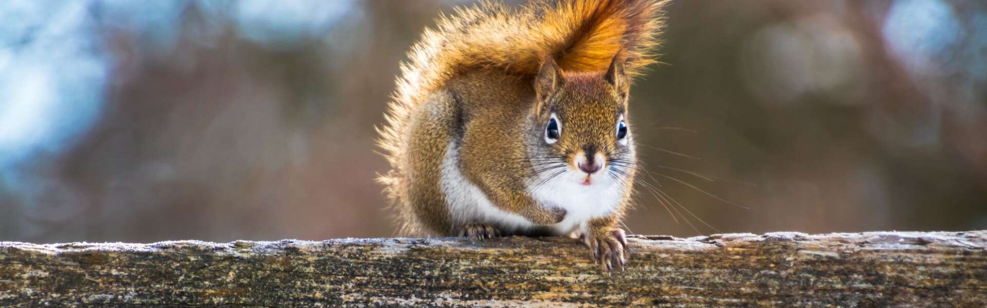 A red squirrel faces the camera while on a wooden fence