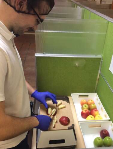 Jordan MacKenzie prepares apple samples in the lab.