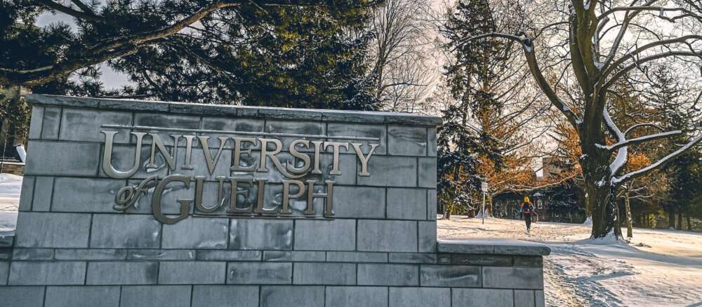 University of Guelph sign on a concrete wall on a snowy day