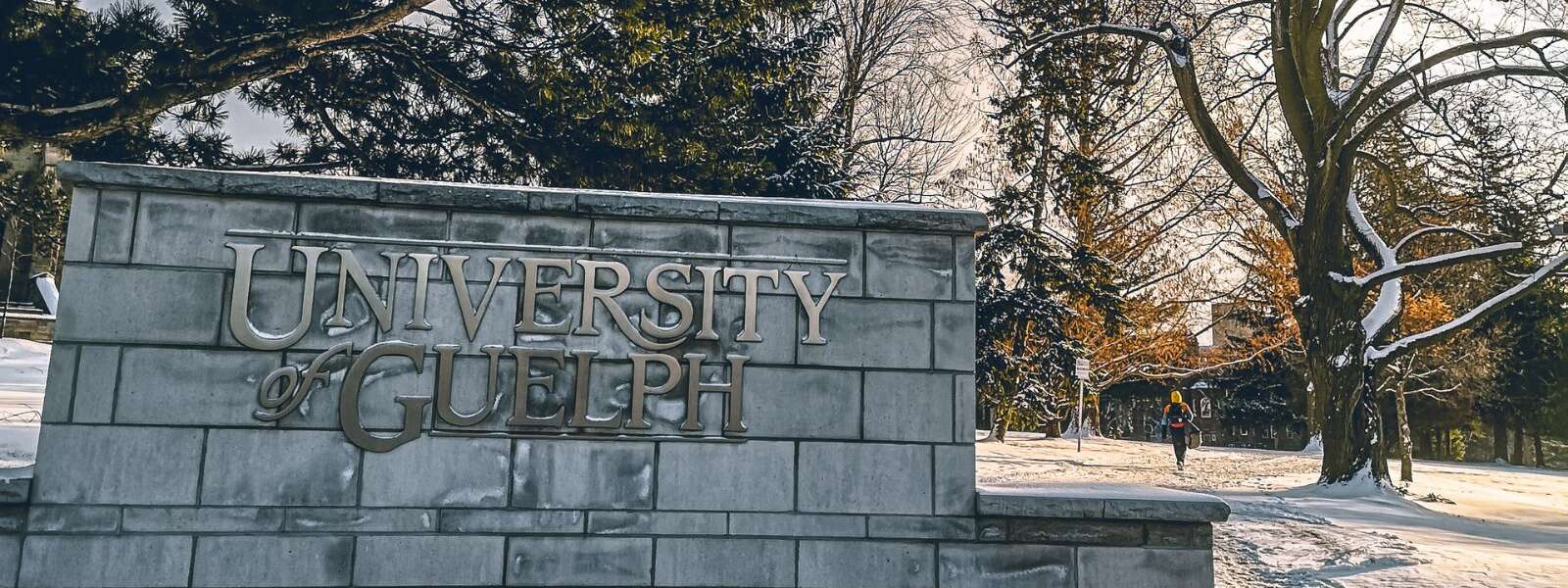 University of Guelph sign on a concrete wall on a snowy day
