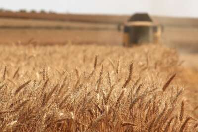 Rising Wheat Prices Threaten Global Food Supply and Security, Say U of G Experts