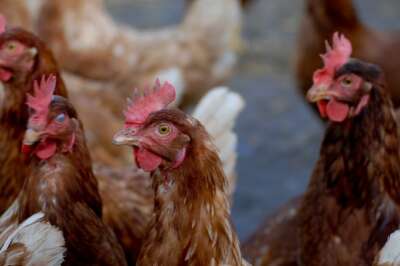 Avian Flu Outbreaks Are Concerning, Say U of G Experts