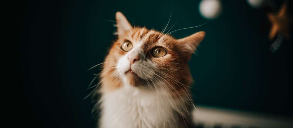 Orange And White Cat Looking Up