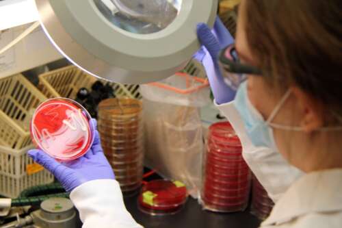 An AHL staff member examines a sample in a petri dish