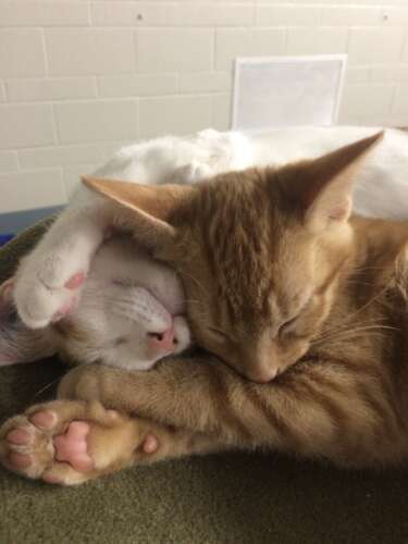 An orange cat snuggles with a white cat.