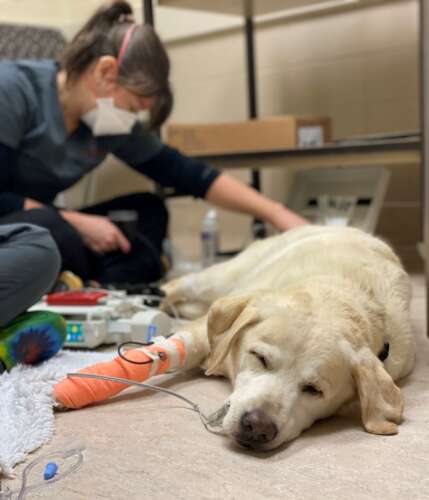 A yellow lab wearing an orange bandage on her arm sleeps on a Charly McKenna checks a machine. in the background