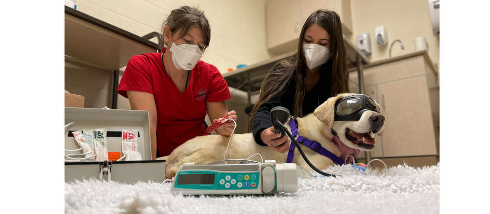 A yellow lab wearing 'doggles' to protect her eyes from laser therapy lays on the floor as she receives treatment from two veterinarians
