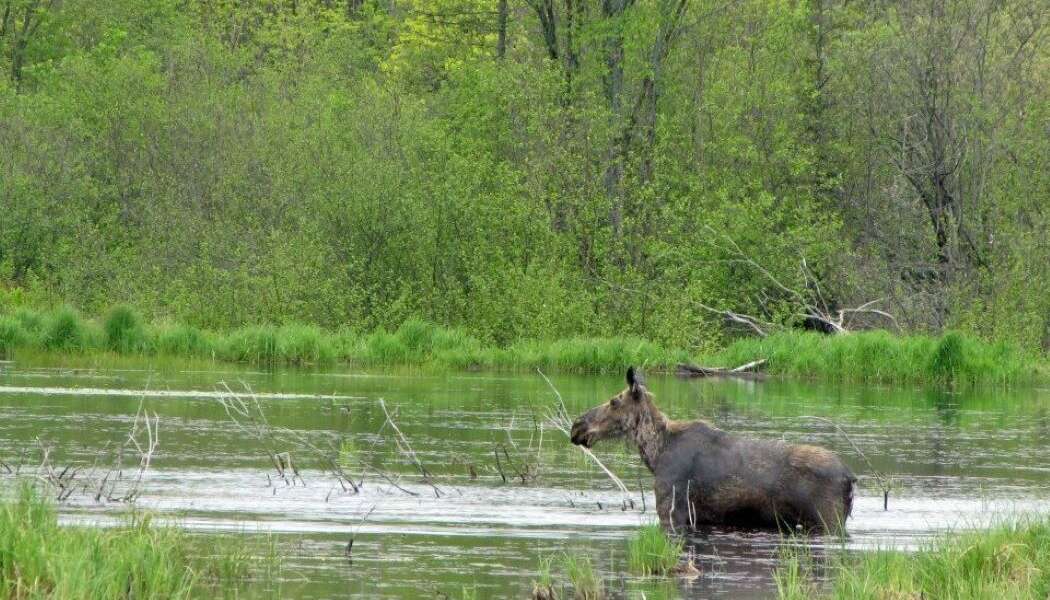 A lone moose stands in a pond surrounded by forest