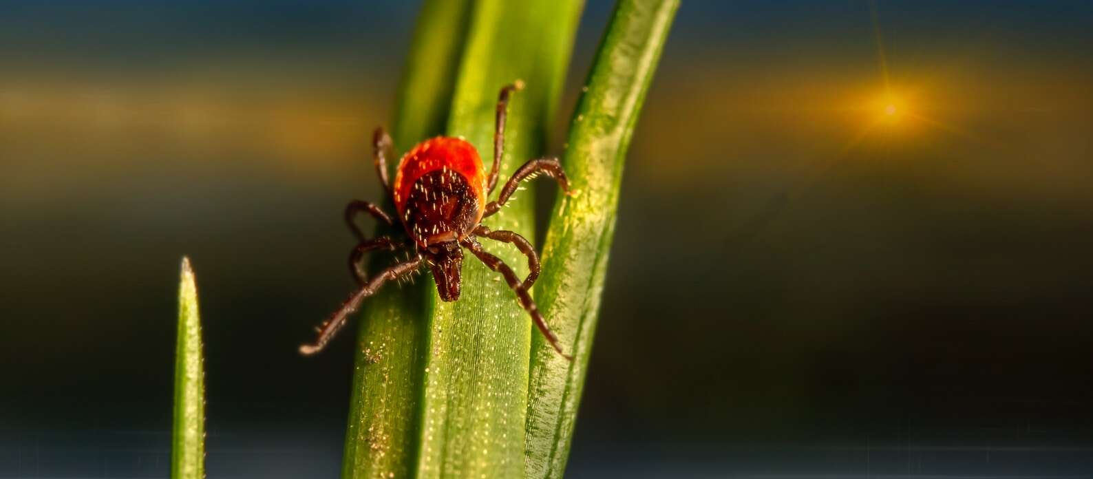 Can Lyme Disease Flare Up In Dogs