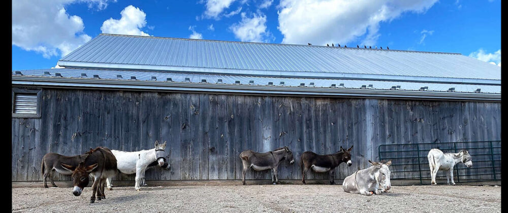 Seven donkeys are seen leaning against a barn and snoozing at the Donkey Sanctuary