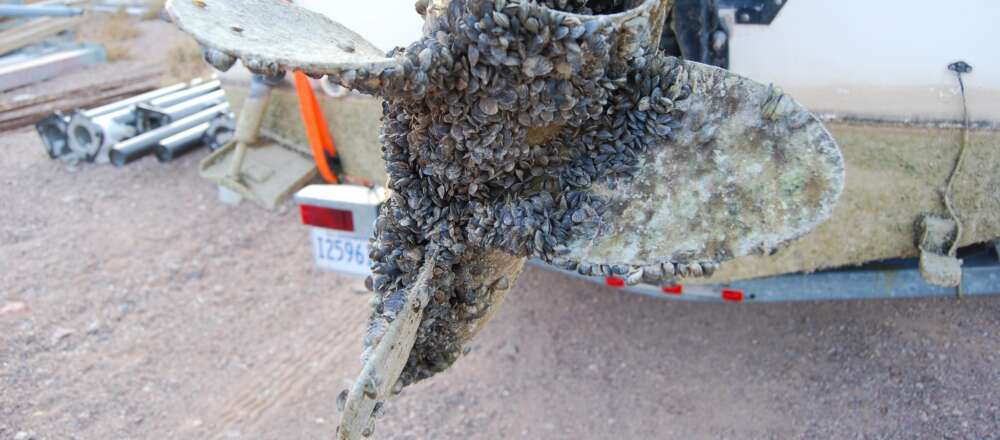 Zebra mussels are seen encrusted on a boat propeller