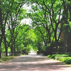 A view of the tall trees along Reynolds Walk on the U of G campus