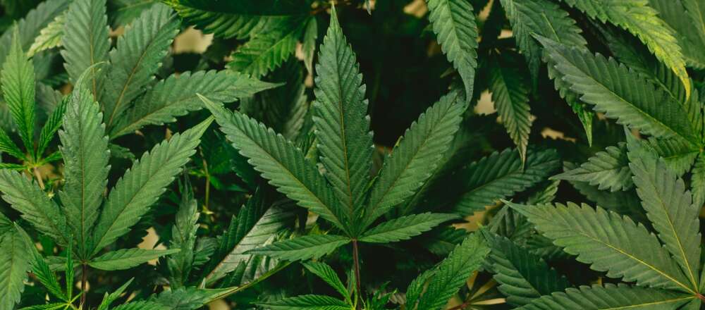 Cannabis leaves piled on top of each other.