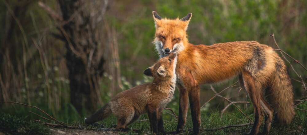 A fox kit and its parent in the woods.