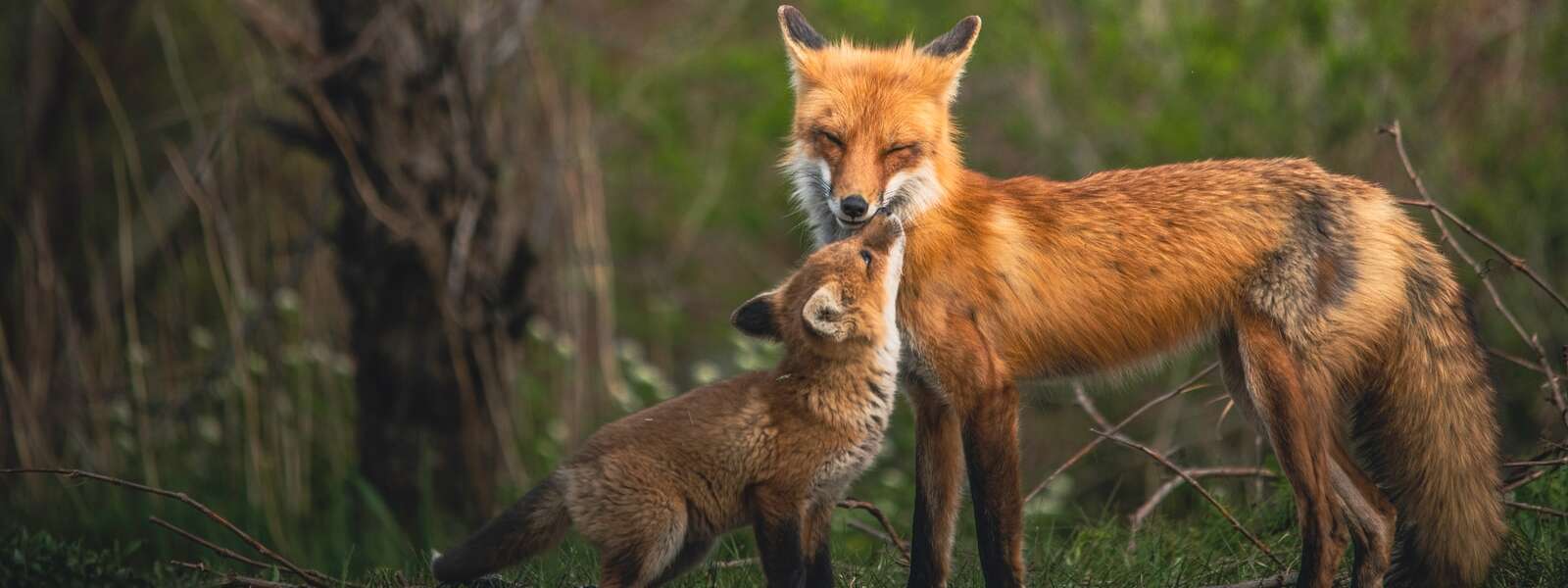 A fox kit and its parent in the woods.
