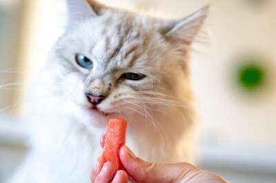 U of G Researchers First to Study Health Effects of Vegan Diets on Cats