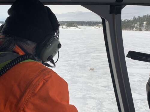 Elder Theodore Flamand in a headset looks out helicopter window at a wolf.