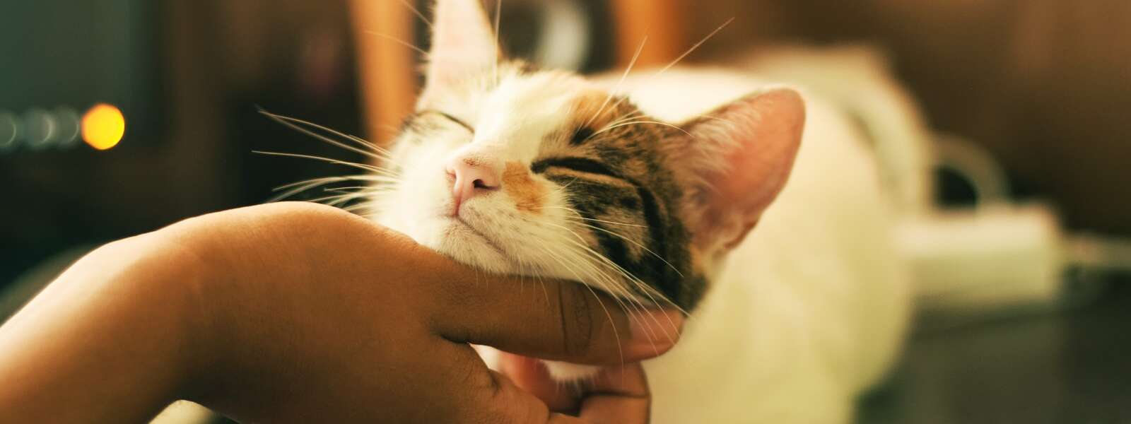 white and brown cat being scratched under the chin
