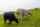 Seven cows graze on a green hill in Ireland