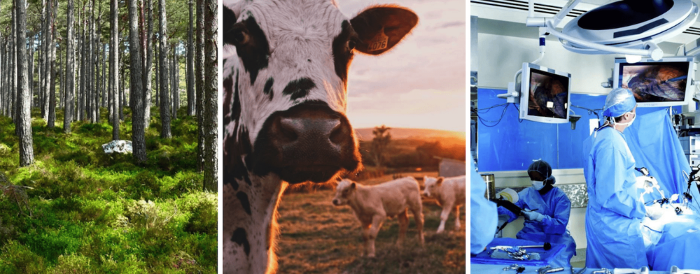 a triptych image of a forest in one frame, a cow in another and a hospital operating room in another