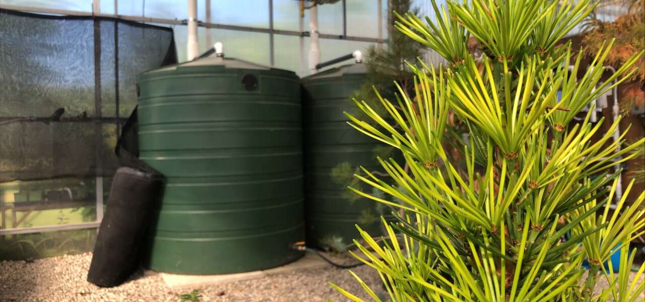 Large dark green barrels sit inside of a greenhouse. In the foreground is a bright green coniferous tree.