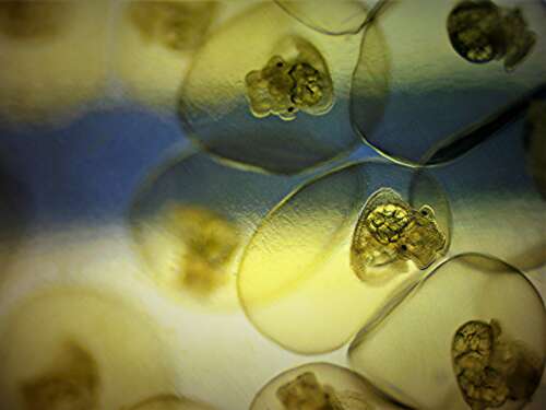 A closeup photon of several snail embryos