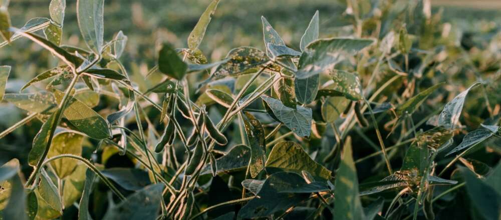 Green soybean plants.