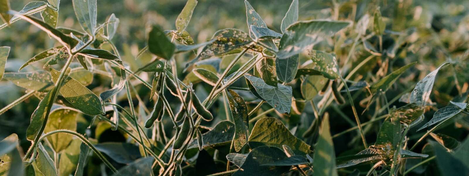 Green soybean plants.