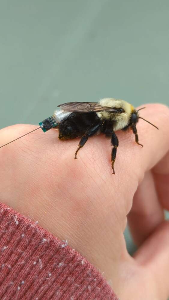 A black and yellow bumble bee wearing a radio tracker rests on the back of a person's hand.