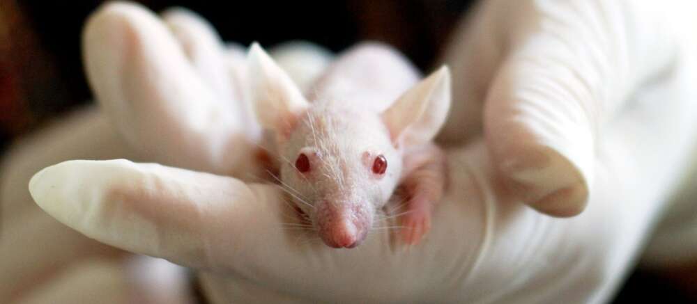 A gloved hand holds a small white mouse