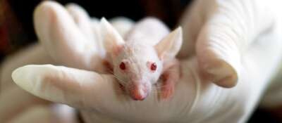 How Institutional Transparency Could Improve Animal Research