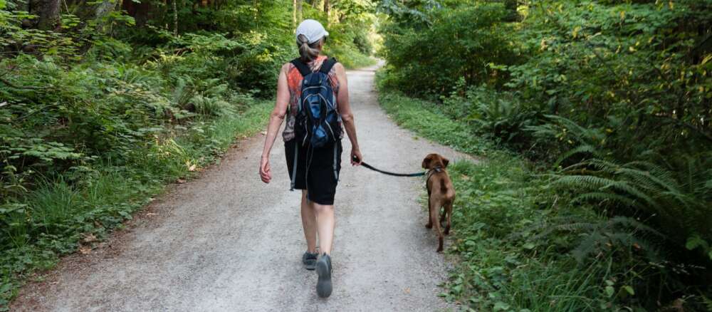 A person walks on a forest path with a brown dog