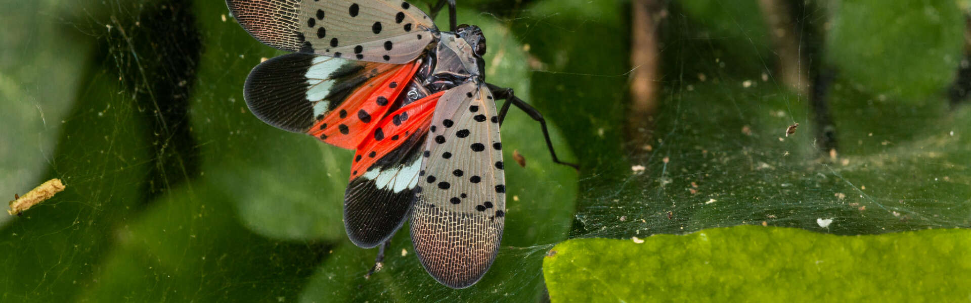 A brown, black and red fly with black spots on its wings sits on a spider web over green leaves.