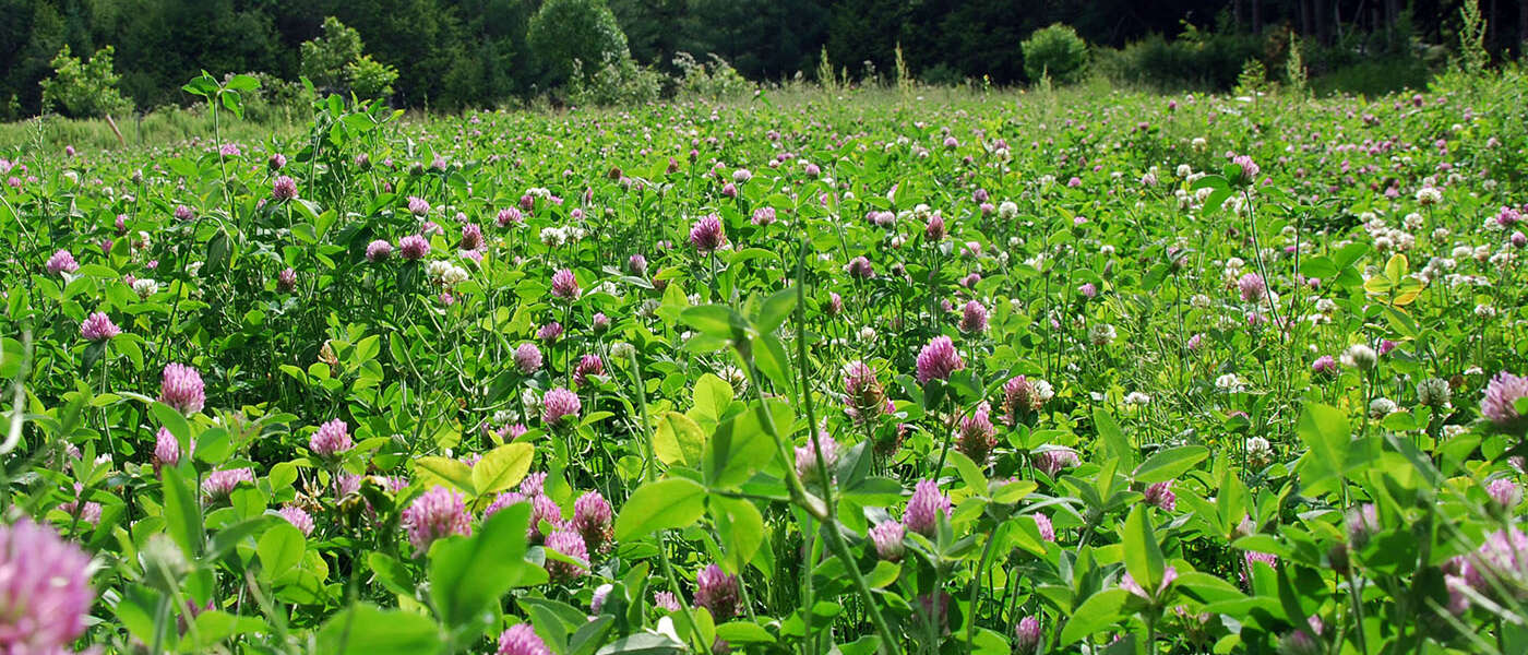 A field of tall red clover against a forest