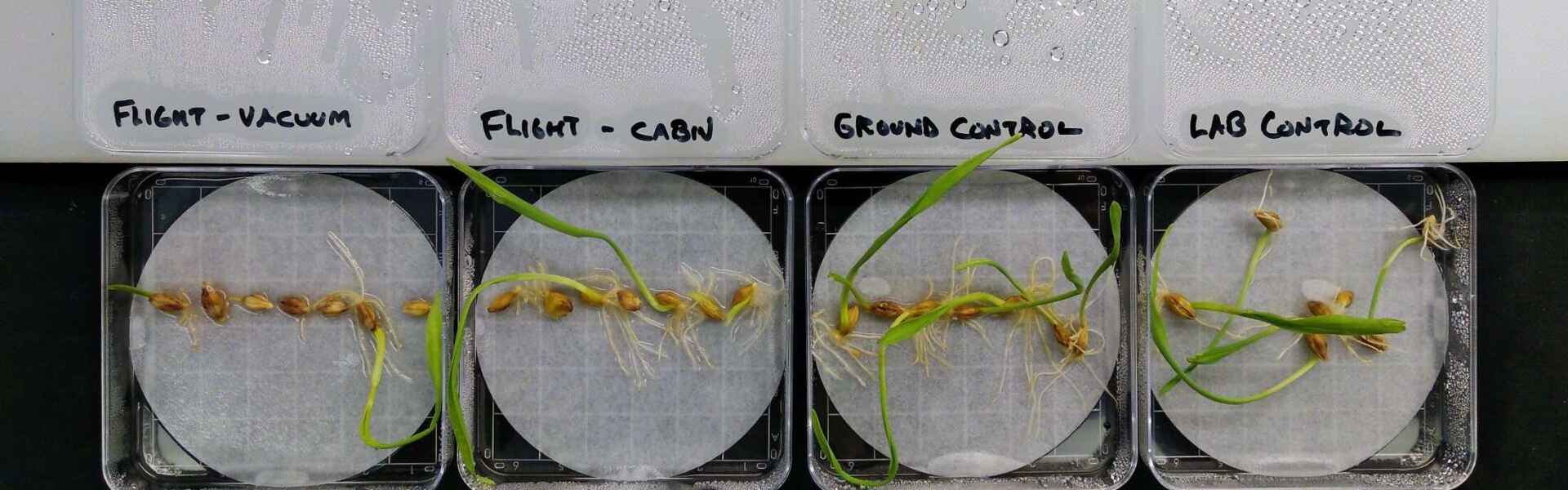 Sprouting barley seeds are seen in four petri dishes in a row