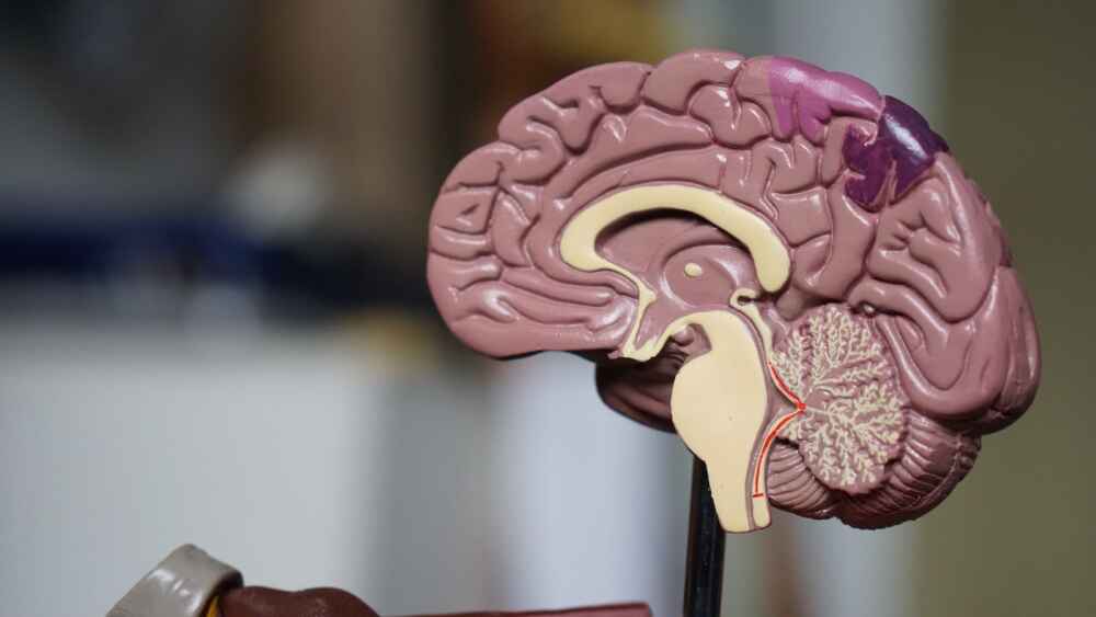 A plastic model of a brown, human brain sliced in half.