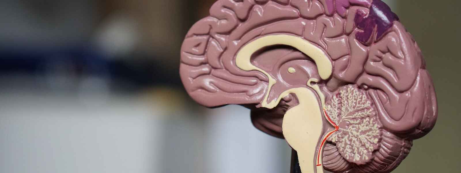 A plastic model of a brown, human brain sliced in half.