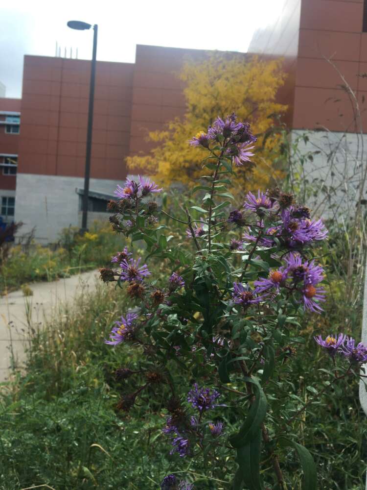 Purple flowers in an urban garden