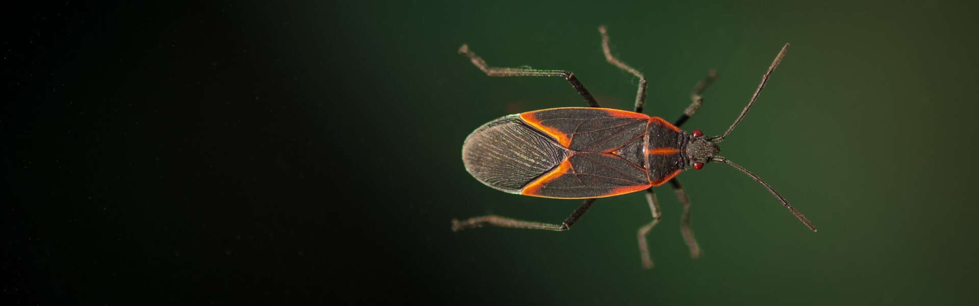 A black bug with red highlights on a green background