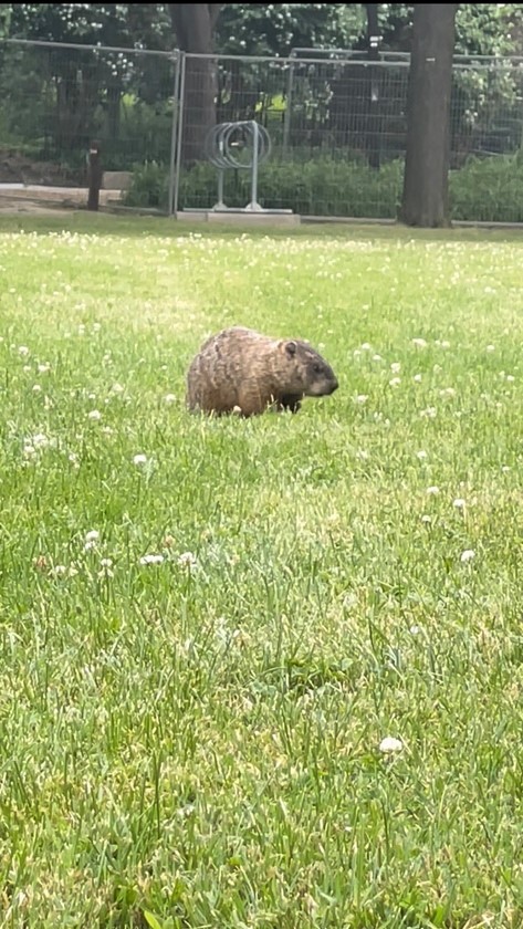 A groundhog rests on grass and clover.