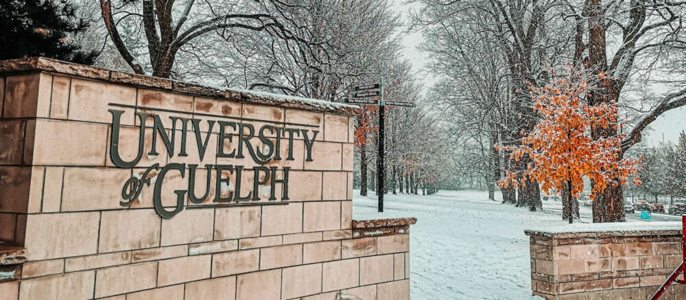 A beige stone sign that says "University of Guelph" in the forefront. Behind it is a snowy, treed field.
