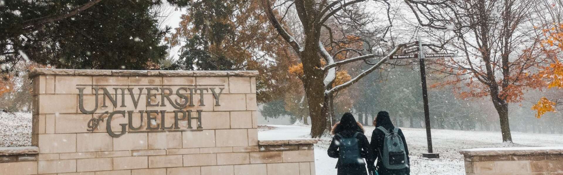 Students wearing black parkas and blue jeans walk past a beige stone sign that says "University of Guelph" during snowfall.