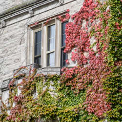 Close up of red and green ivy on Johnston Hall