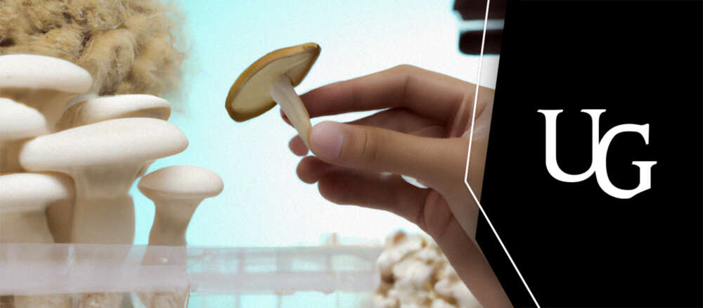 A hand holds a psilocybin producing mushroom in a lab setting