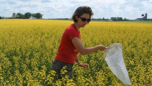 a person uses a large net to try to collect pollinators while standing in a canola field